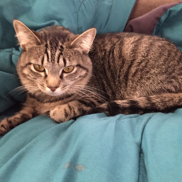 Meet your Posher, Robby - Picture 1 of 1